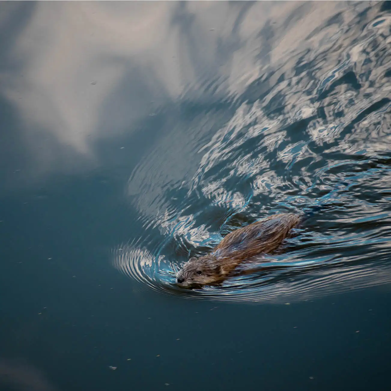beaver swimming in pond