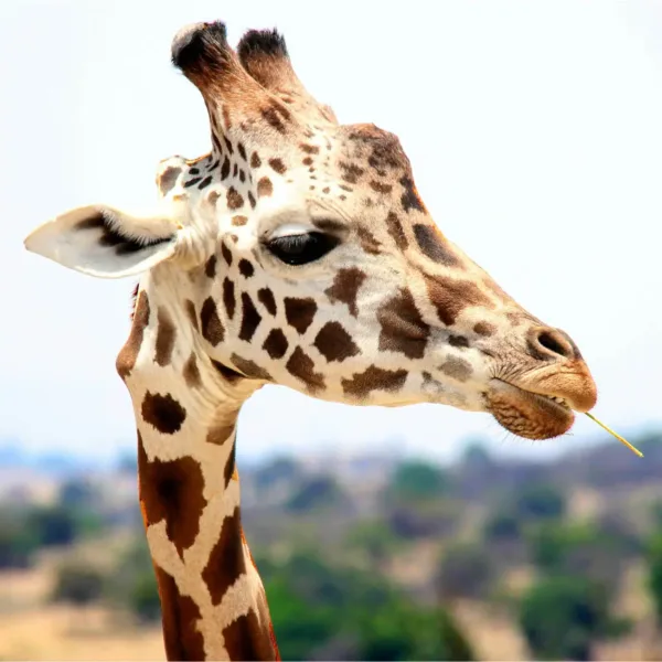 0520-eco a picture of a giraffe, depicting wildlife ecology and endangered species