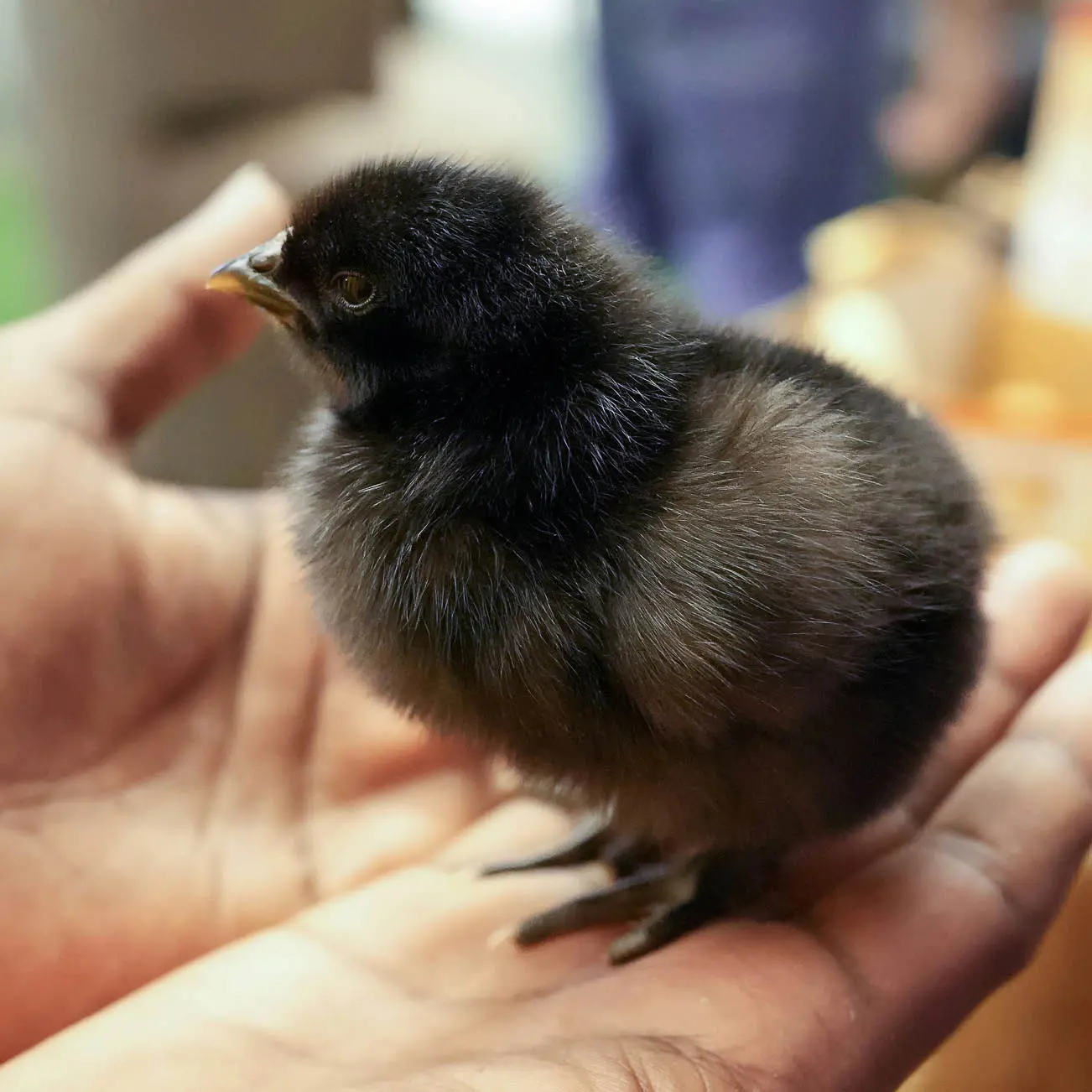 hands holding a dark colored baby chicken